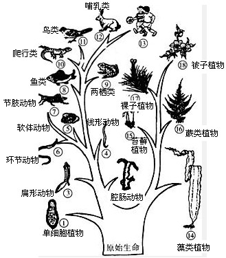 下列有关植物进化的历程中,正确的是