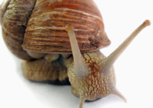 蜗牛的眼睛长在哪一条触角上?