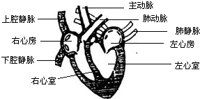 与心脏的左心室右心室左心房右心房相连通的血管依次是