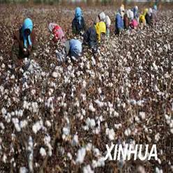 2011年4月28日新疆棉花进入到田管阶段今年新疆棉花种植采...